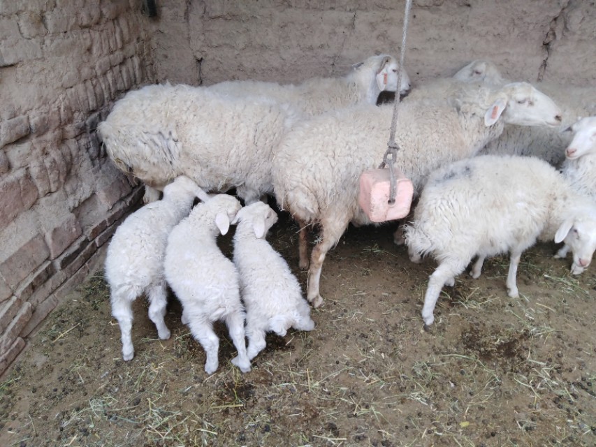 新生犊牛不吃代乳粉的原因,新出生的羔羊吃不饱怎么办
