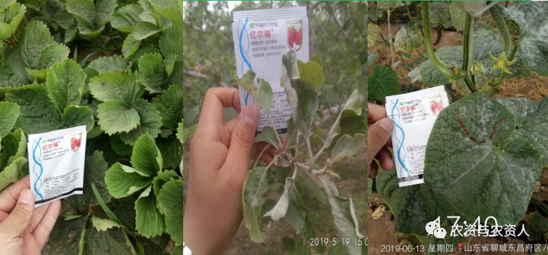 侨昌现代农业有限公司,侨昌现代农业