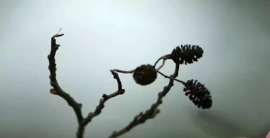 植树节的重大事件,凶案深处植树节是哪一集