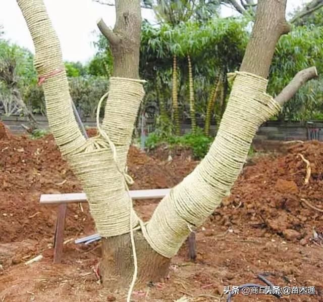 园林绿化苗木栽植为什么不易存活,苗木存活十大绝招