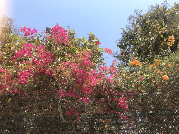 鑺掑競鍜岃吘鍐茬憺涓藉摢涓ソ,鑵惧啿鐟炰附鑺掑競瑗垮弻鐗堢撼