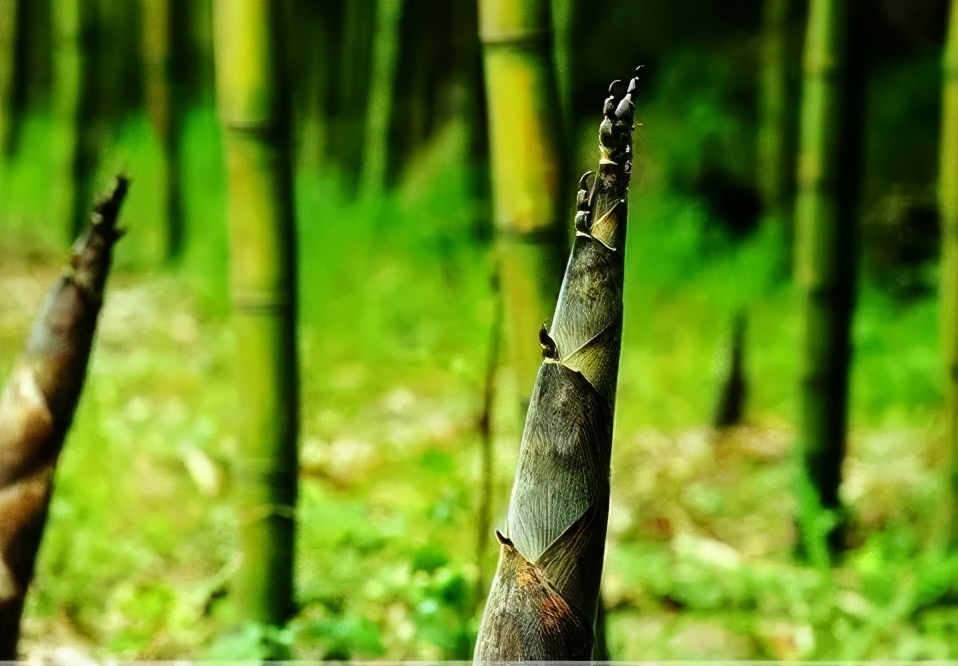 四川宜宾市长宁县竹海新闻,天府竹海景点