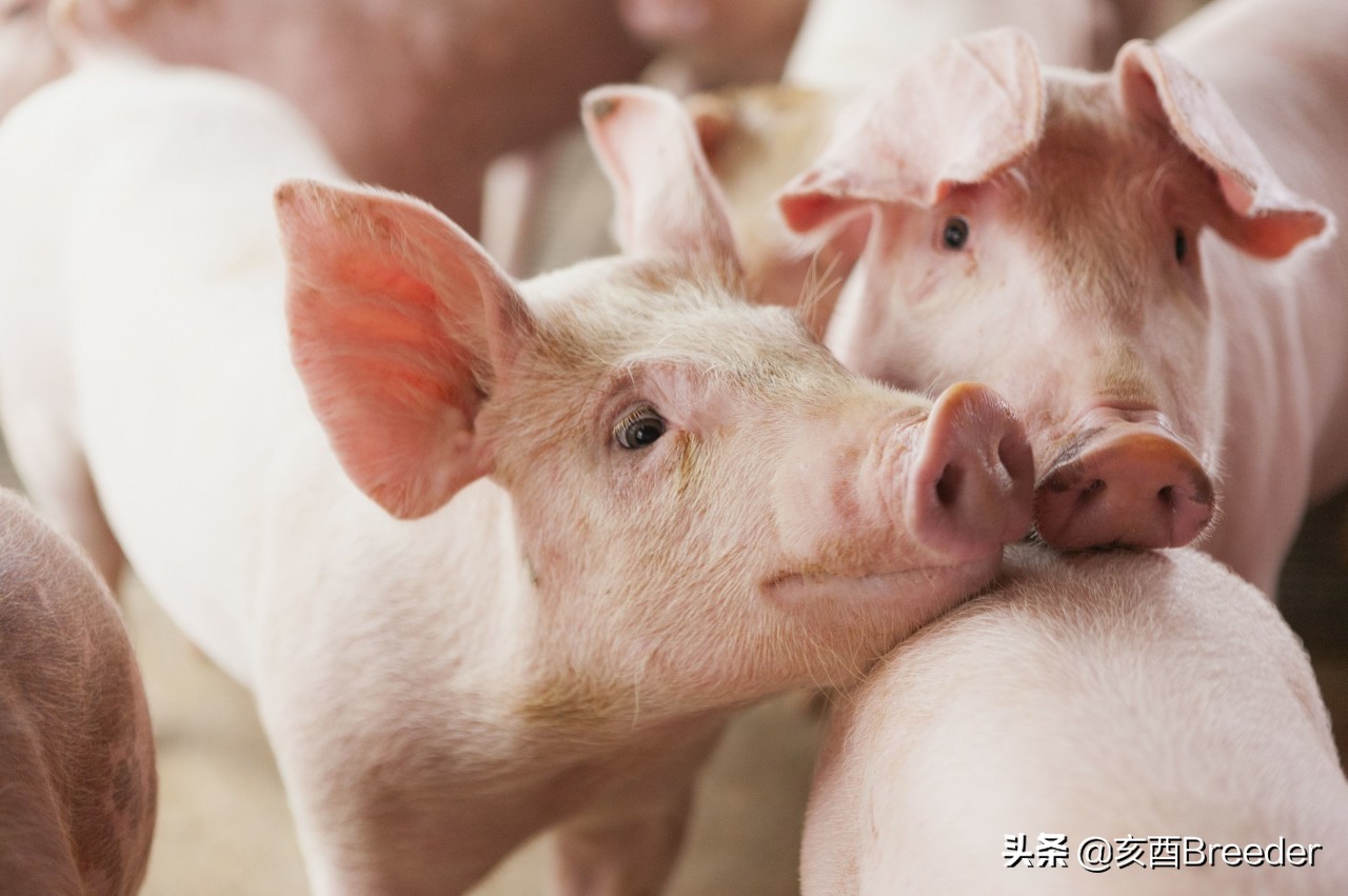 母猪深部输精操作标准,母猪深部输精技术的目的