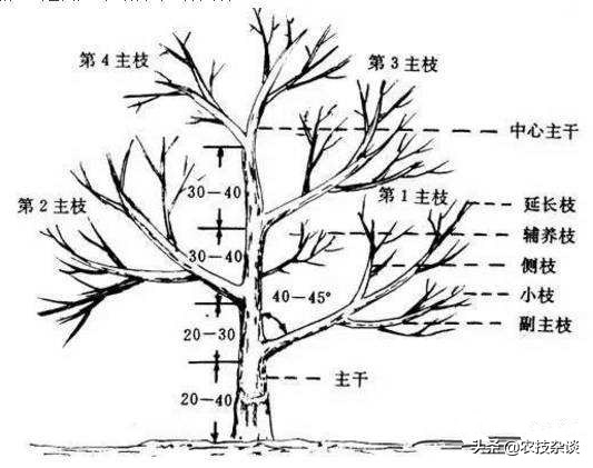 盛果期苹果树修剪的任务是什么,苹果树如何促进枝条生长