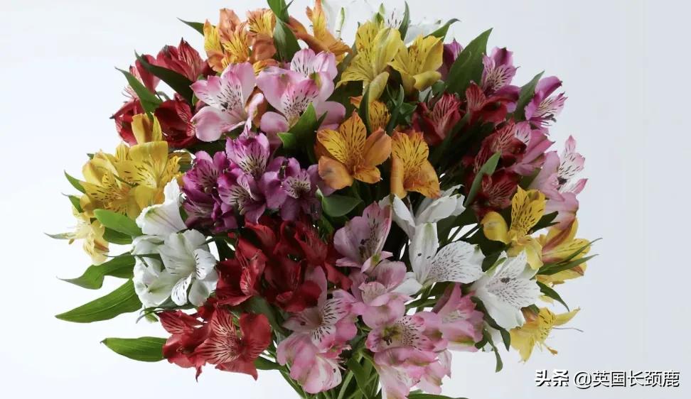 情人节来了怎么少的了fafa？英国鲜花速递服务大盘点：浪漫满分