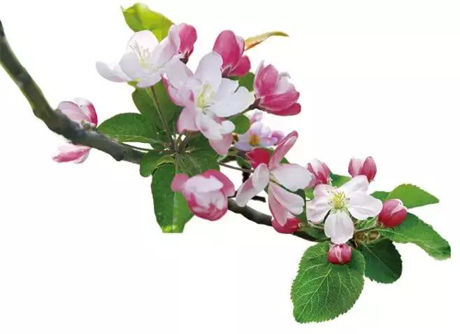 好书推荐快来领取你的宝藏书单,100种百花图谱大全