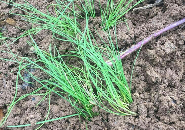 韭菜种植小妙招短视频,农村韭菜种子种植方法和技巧