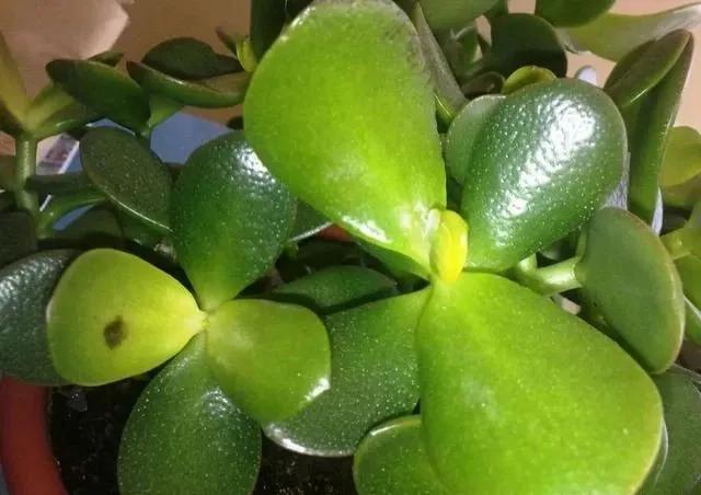 玉树黄叶掉叶什么原因怎么处理,玉树如何养护叶片发黄