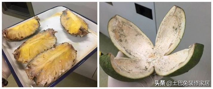 植物吸甲醛好还是活性炭吸甲醛好,哪些植物可以吸收甲醛等有害物质