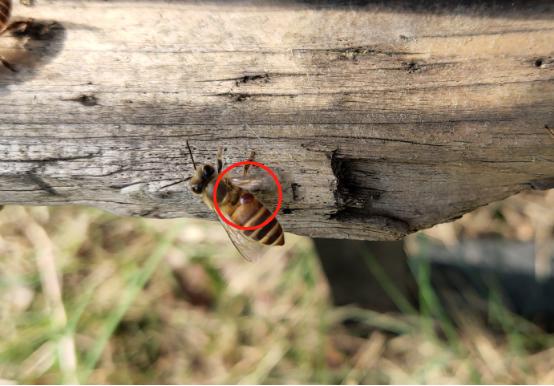 中蜂养殖中各种虫子,中蜂有螨虫怎么办