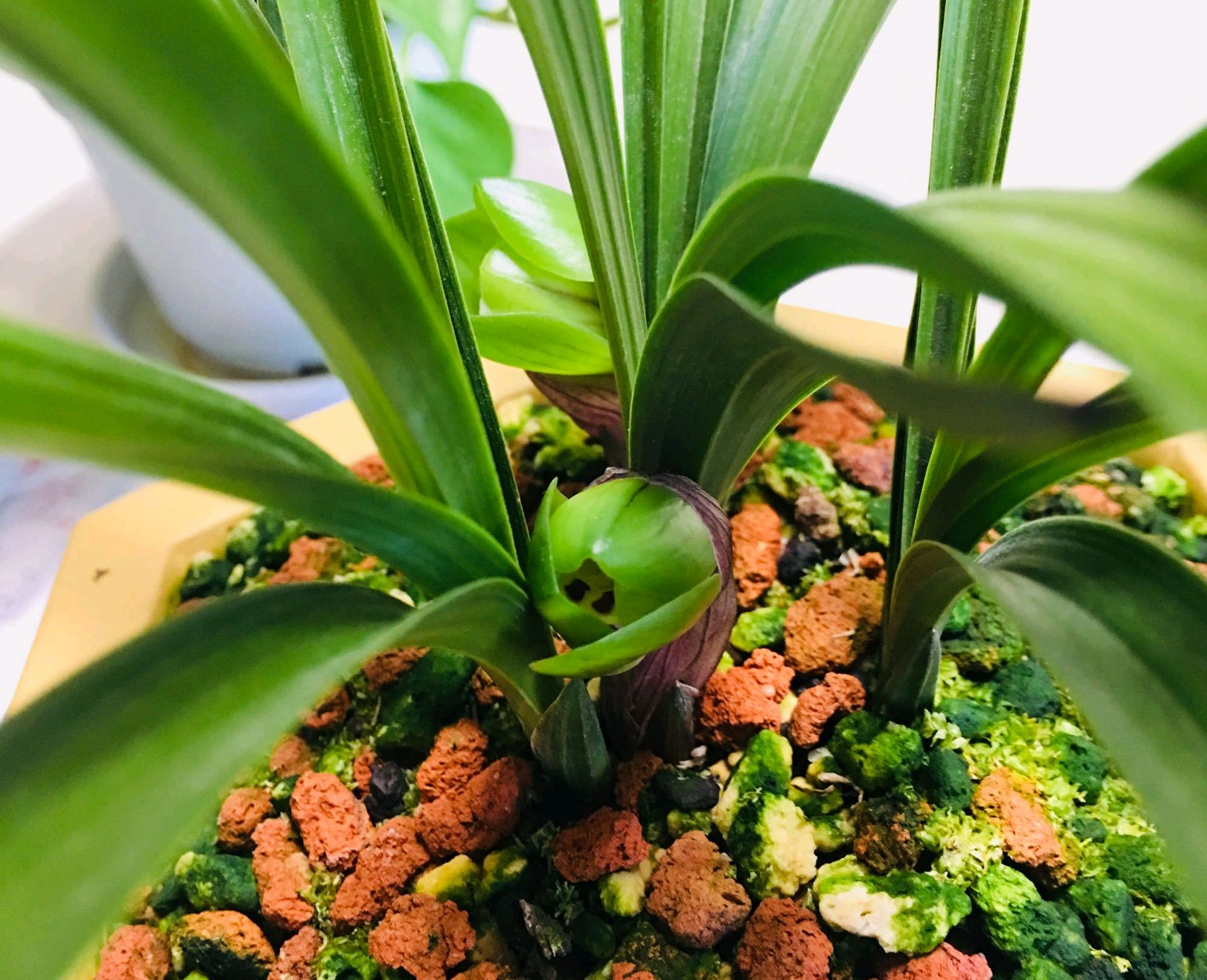 兰花翻盆最佳时间和方法,兰花翻盆的最佳季节和方法