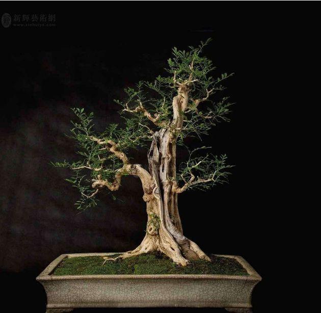 养好九里香盆景，靠这3点，魅力非凡花香十里！