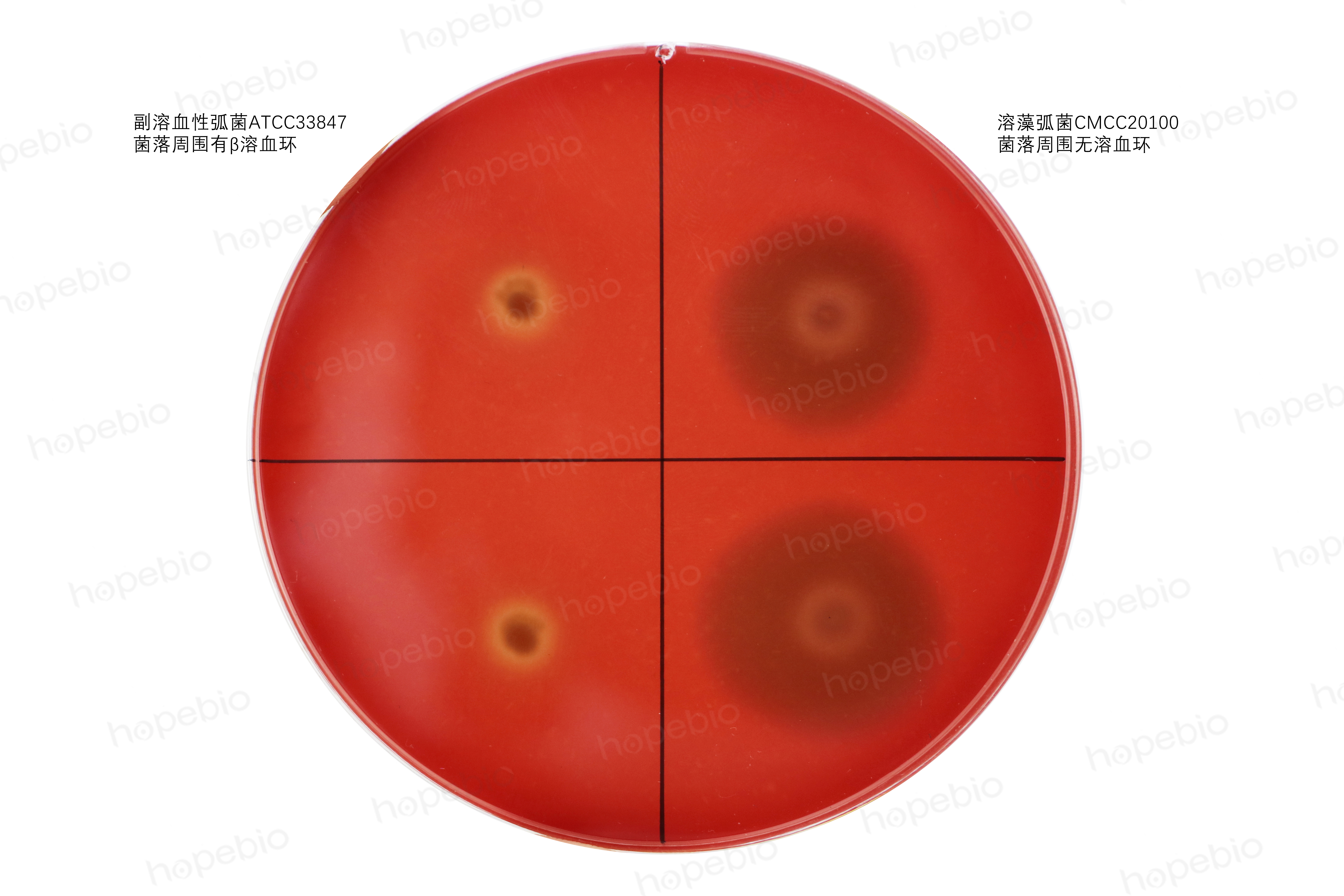 神奈川试验,神奈川实验谁发现的