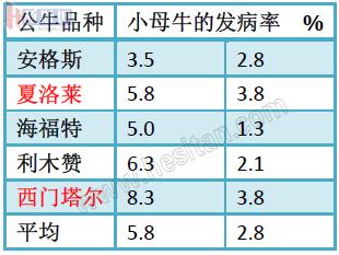 繁育母牛一年的利润,母牛如何做到一年一个犊