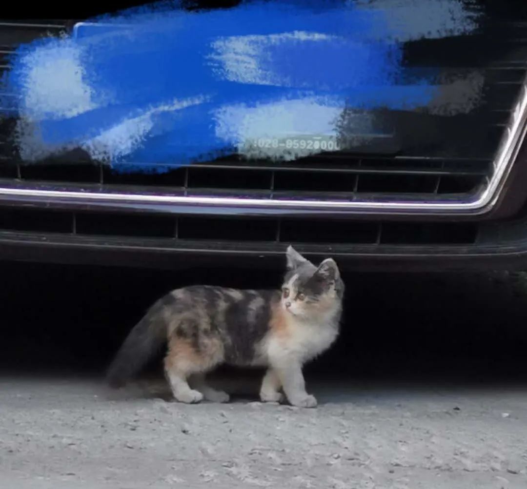 “我半夜不小心摸了猫的肛门腺，被臭到当场裂开！”