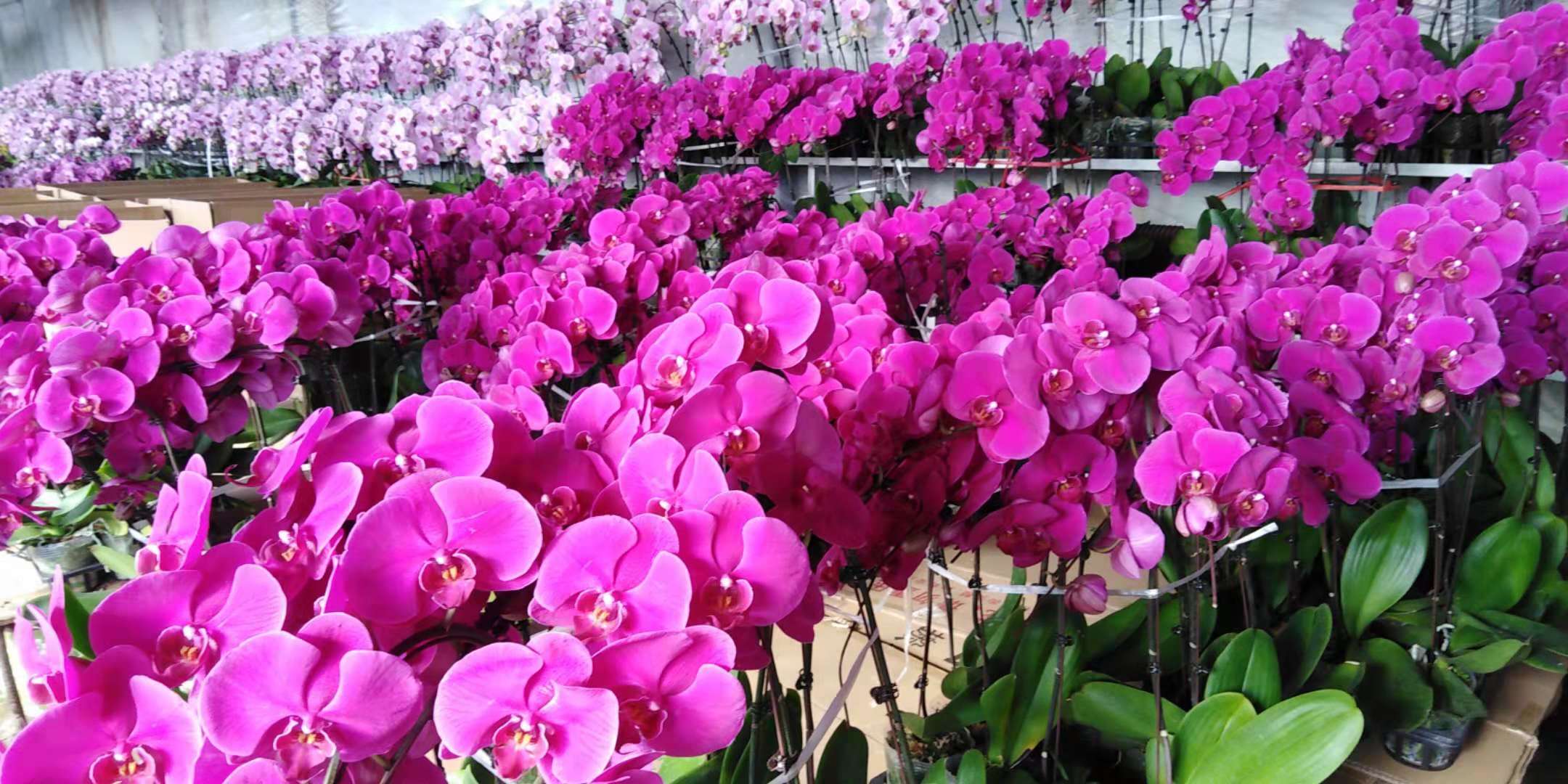 沈阳花卉市场扔花的地方,沈阳花卉市场