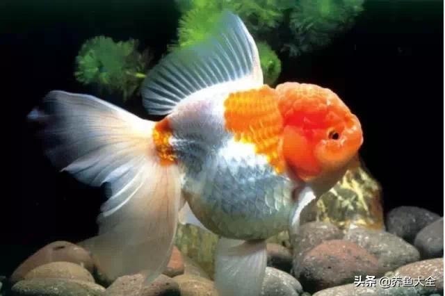 罕见最漂亮的金鱼图片,漂亮的金鱼图片大全