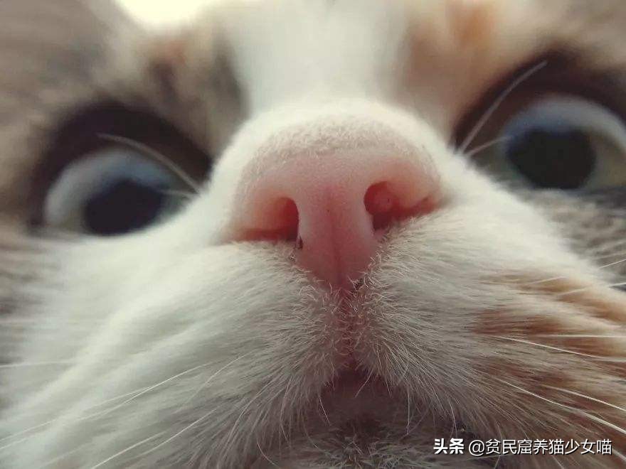 猫咪鼻子上的黑点怎么去掉,猫咪鼻子上有黑痣怎么去掉