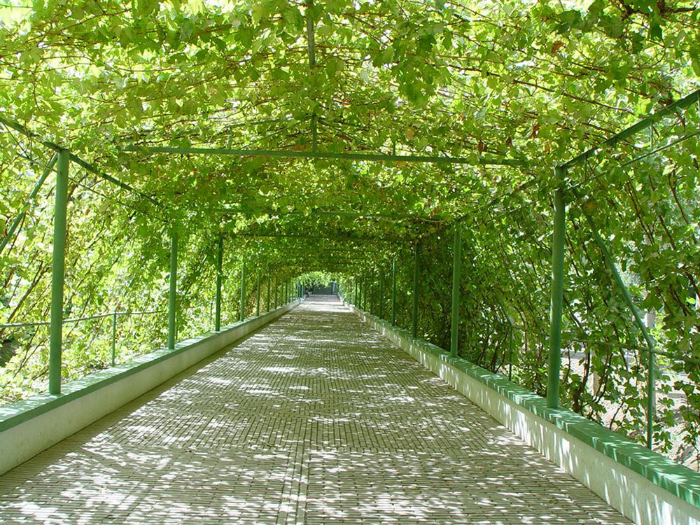 吐鲁番有哪些葡萄种植,新疆吐鲁番葡萄沟葡萄有哪些种类