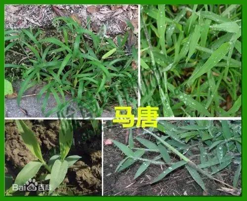 防治杂草最有效的方法,常见十大抗性杂草的除草方案