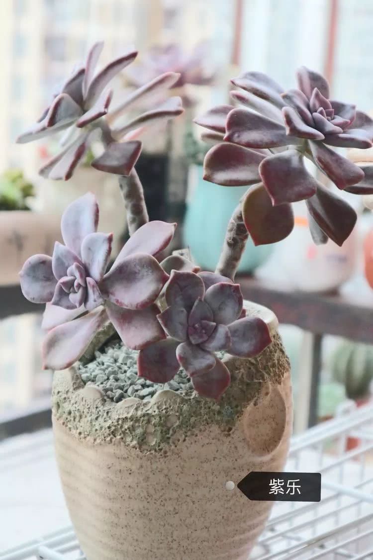 多肉名字怎么记,多肉的品种图片及名字寓意