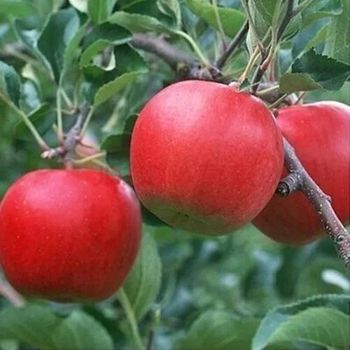 门前栽什么树有什么寓意,五树进宅是哪五种树俗语