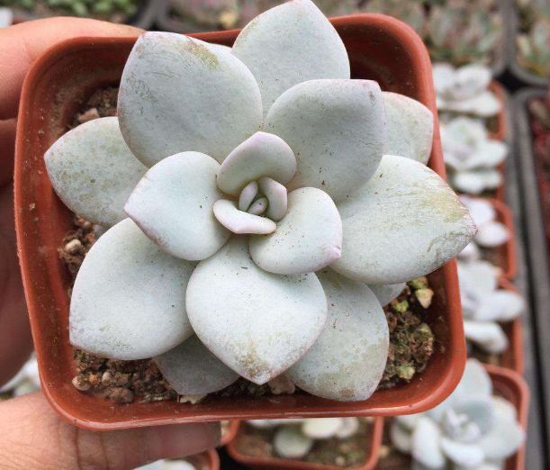 多肉雪莲和冰玉相比较哪个好养些,雪莲多肉的养护