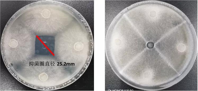 不同源水霉菌区别这么大？怎么有效防治？来看高手详解