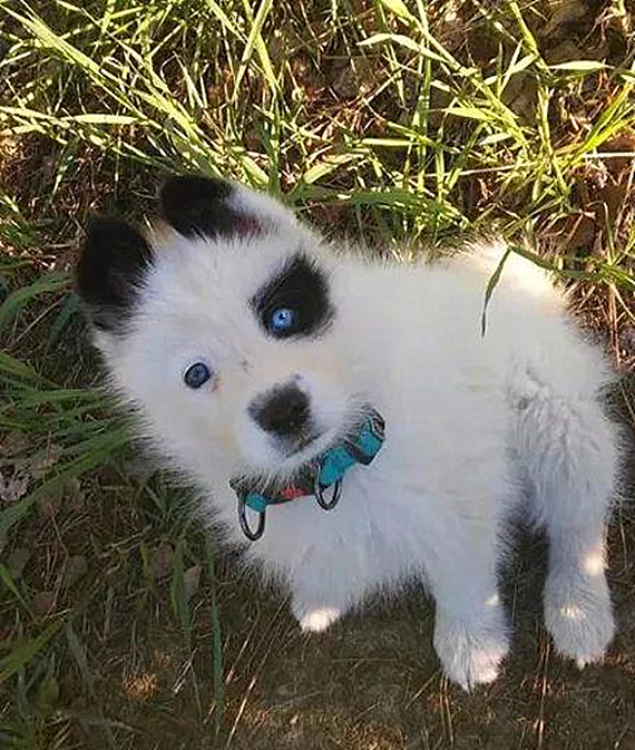 萨摩耶怀上二哈的孩子，生下来后一看狗崽的模样，就是车祸现场呀