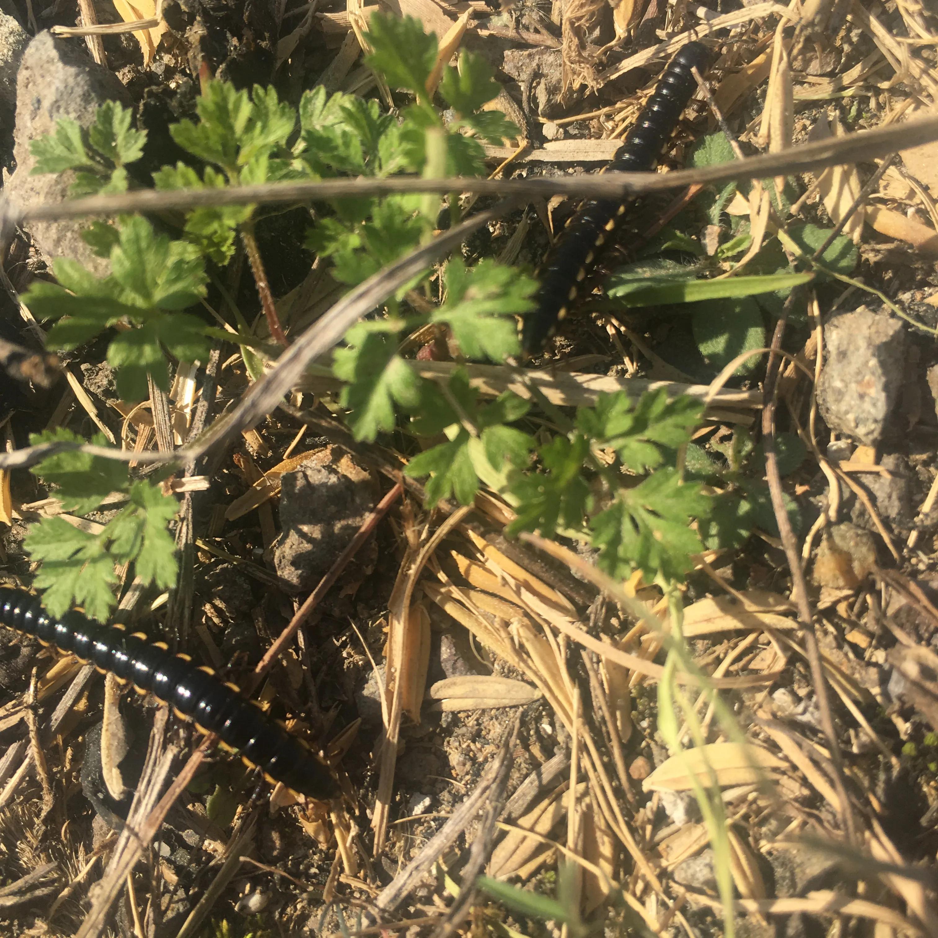 马陆属于什么类的节肢动物,马陆是两栖动物吗