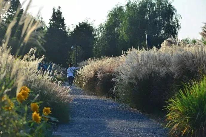 秋日就是收获的季节,秋日是个浪漫的季节