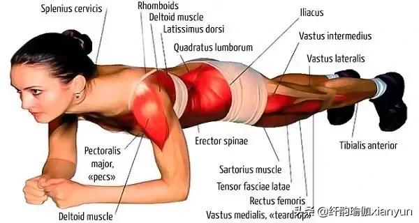 练瑜伽练平板支撑能坚持多久,瑜伽平板支撑每次需要做多长时间