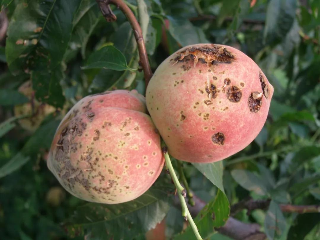 桃树果实病害图片大全,桃树几种常见病虫害图片