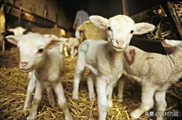 刚出生的小羊羔需要注意什么,小羊羔喂牛奶注意事项