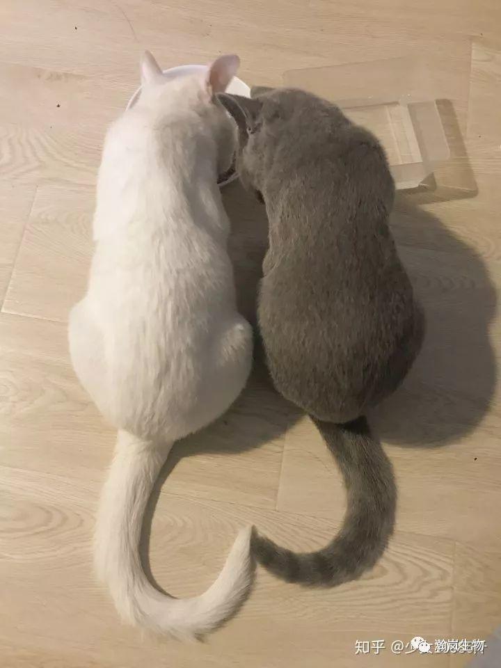 养品种猫的好处,土猫可以和品种猫配吗