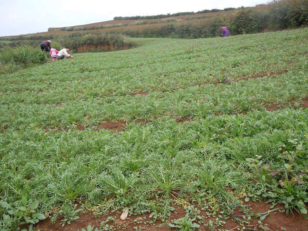 南美人参玛卡,南美玛卡云南玛卡区别