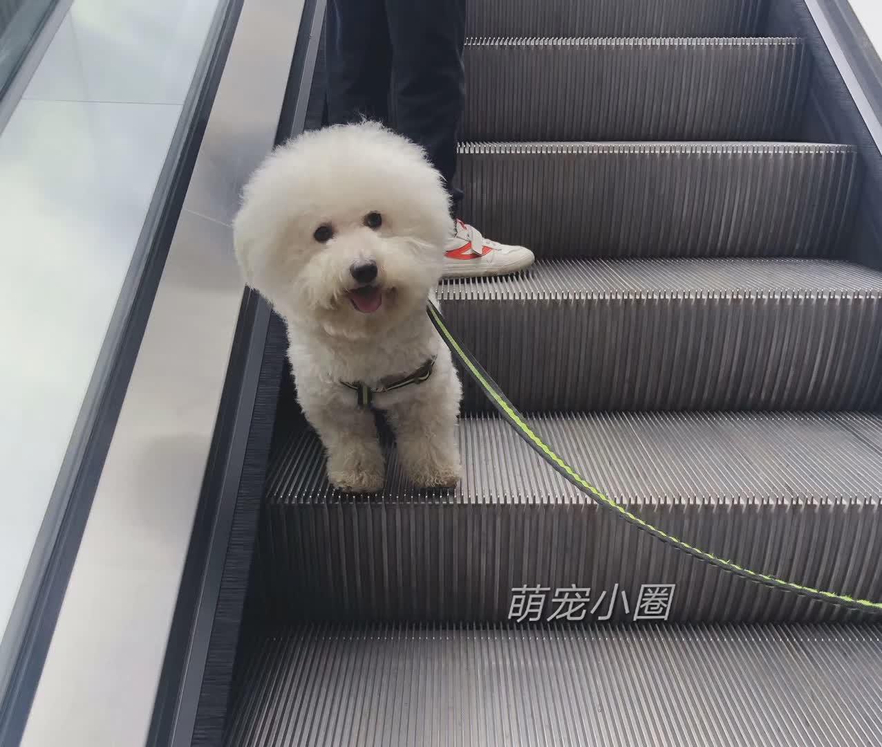 带比熊去做美容，它死活不肯给剪毛发，了解原因后，我被感动哭了