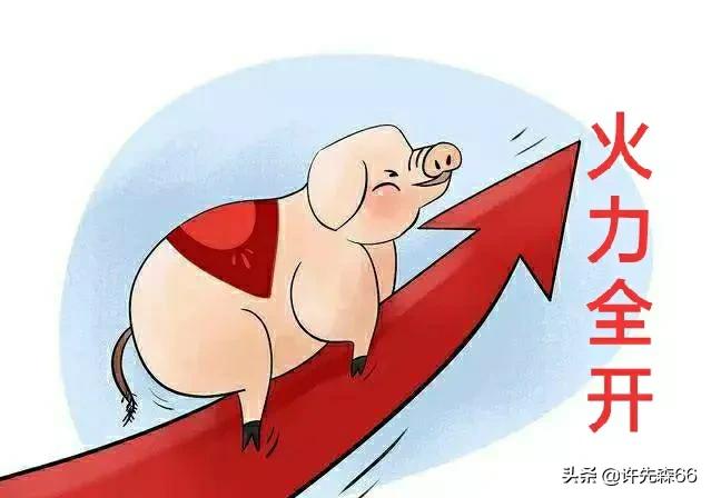 听专家来判断猪价还能上涨多久,今年最近的猪价有没有上涨的趋势