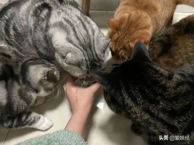 13款热门猫咪主食罐测评红黑榜,猫咪主食罐十大排名