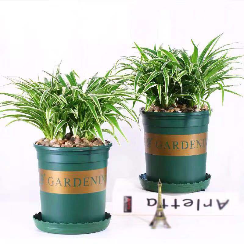 净化二手烟的室内盆栽,室内吸二手烟的小盆栽