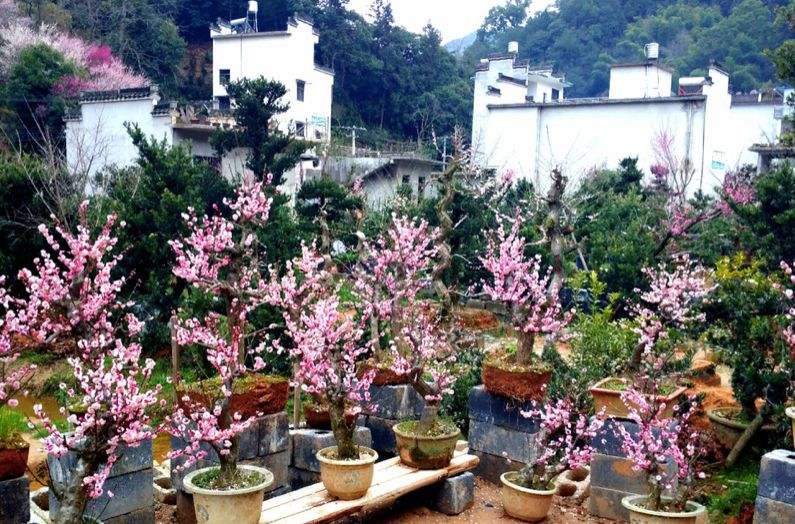 文房四宝产地歙县~盆景徽剧之乡~高山土楼梯田