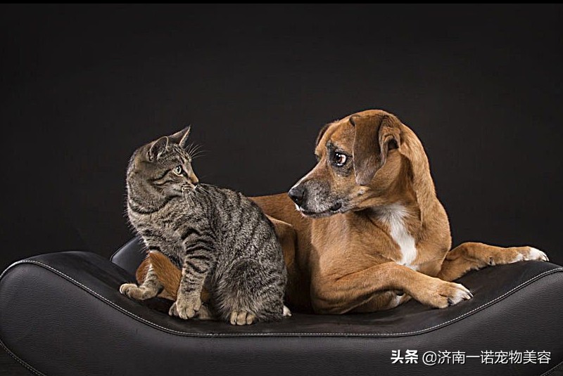 宠物驱虫哪些虫比较好,宠物驱虫驱出来的虫去哪了