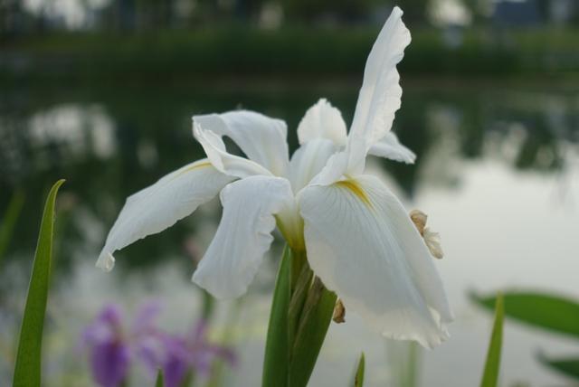 上海奉贤新城的亮点,奉贤南桥镇奉贤新城现状