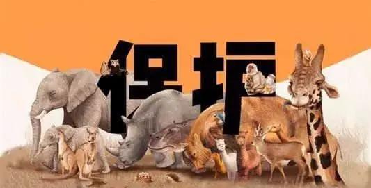 “金”屋藏“娇”？五金店竟敢偷卖这些精灵宝贝！