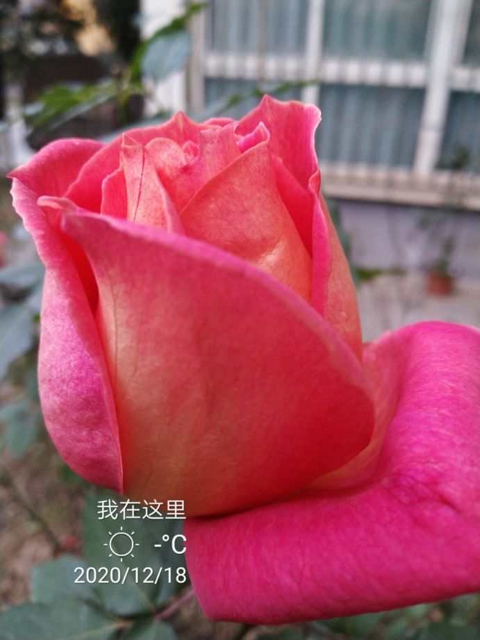 切花火焰月季,适合新手的切花月季