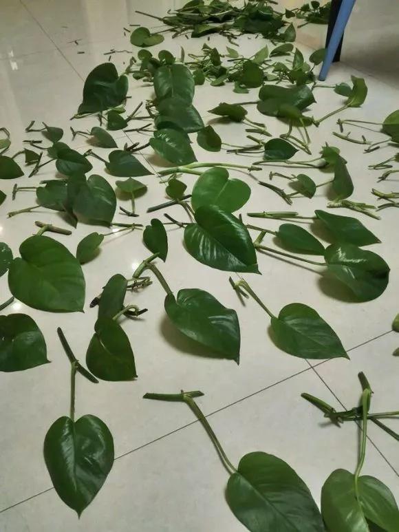 想要养好绿萝注意这几点就够了,绿萝这样养疯长如瀑布半月长爆盆