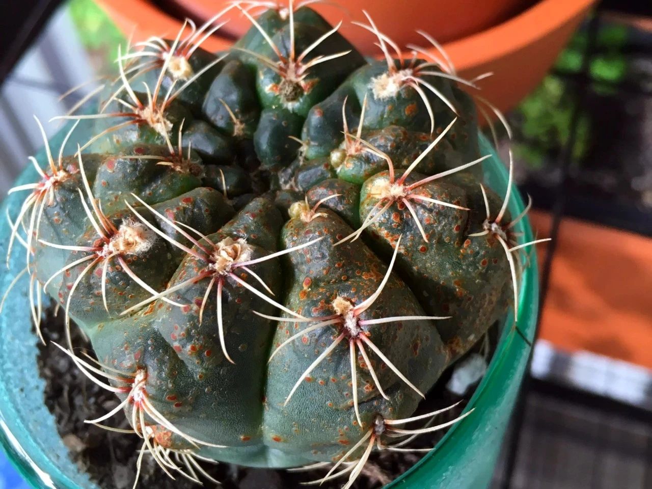 仙人掌的根烂了怎么补救视频,仙人掌类茎腐病的病原有哪些