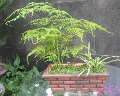 旺财旺宅小盆栽,最旺家的28种植物