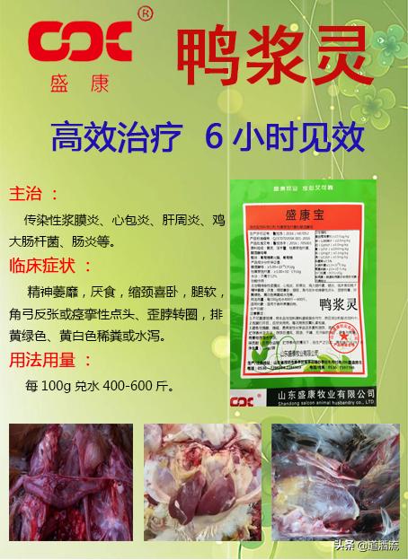 肉鸭脾坏死用什么药效果好,肉鸭12天出现一个脾坏死
