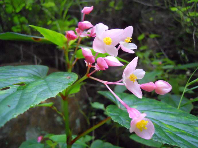 红黑二丸药材图片,红黑二丸主治什么